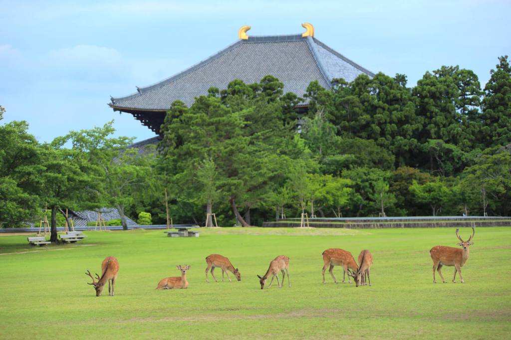 奈良 ピクニックにおすすめの公園5選！自然を感じながら癒されようPrettyOnline