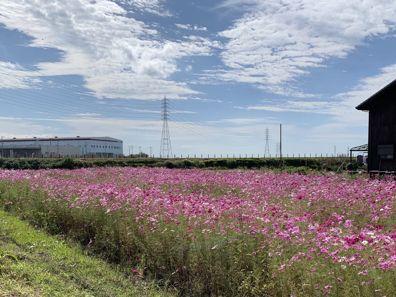 稲美町加古のコスモス畑が見頃に 3ヘクタール、300万本咲き誇る - 加古川経済新聞