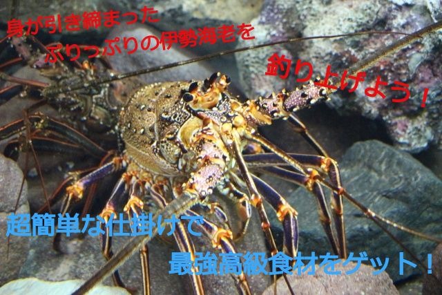 いよいよ漁解禁！三重の伊勢えび 季節・暮らしの話題 2019年10月04日- 日本気象協会 tenki.jp