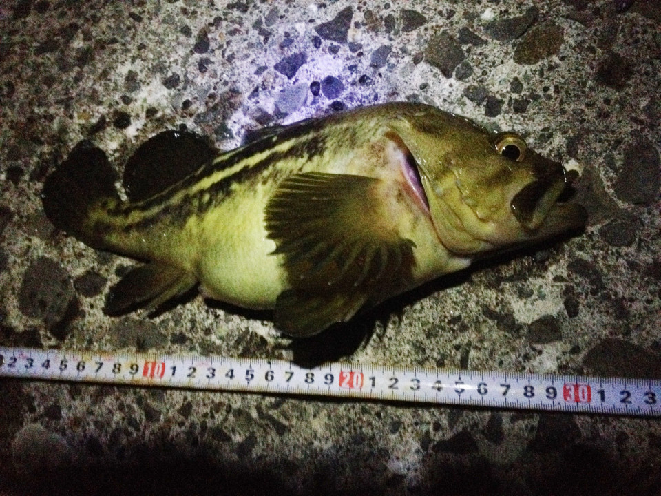 小樽南防波堤でチョンチョンクリガシラ釣り～北海道フィッシングフロンティア-北海道の釣り日記