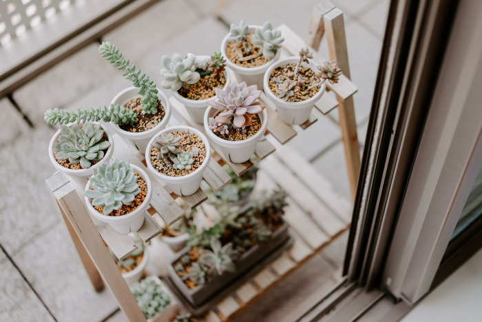 ベランダで冬越しできる植物たち②SHINTERIOR.TOKYOシンテリア ドット トーキョー