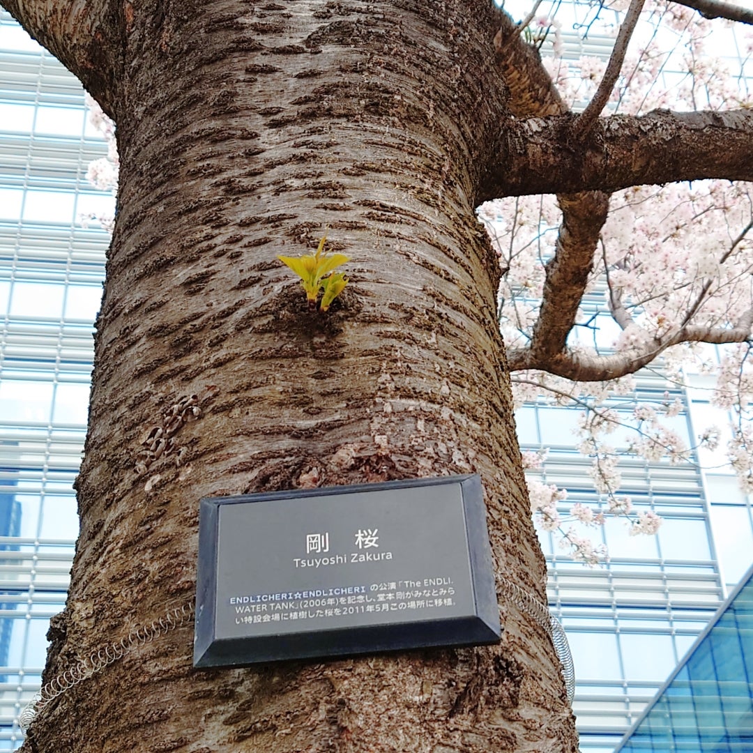 みなとみらいの桜スポット 汽車道・さくら通り・海沿い公園などお花見散歩ハマのくま横浜散歩