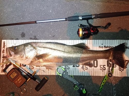 中央大橋の釣果・釣り場情報 2025年最新- アングラーズ釣果600万件の魚釣り情報サイト