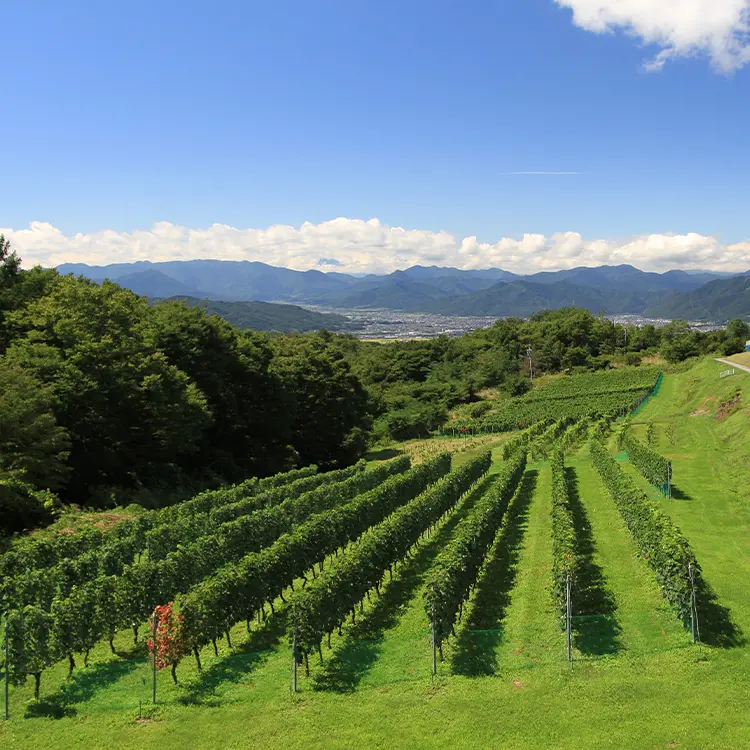 軽井沢で楽しむおすすめアクティビティ10選大自然と共に過ごす贅沢な時間 - 長野ツアーズ