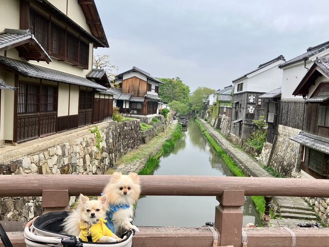 2025年 八幡堀めぐり - 出発前に知っておくべきことすべて - トリップアドバイザ
