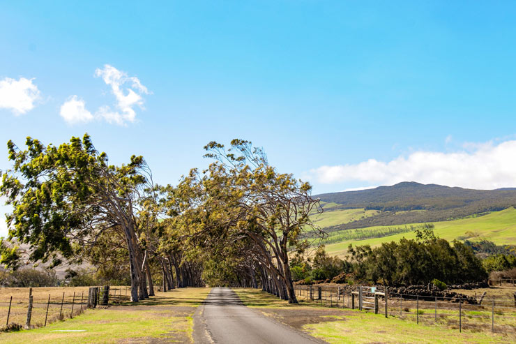 ワイメア観光ガイド～定番人気スポットを参考に自分にピッタリの観光プランを立てよう！エクスペディア