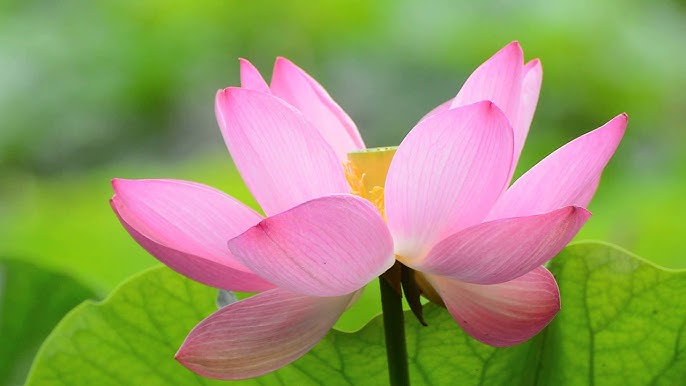 大雲寺 長野県千曲市 の永代供養墓・樹木葬・納骨堂・お墓・墓じまいの費用・評判と見学予約