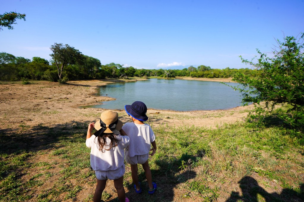 子連れ南アフリカ、サファリの旅 Madikweが一押し！- Pinnapo Book Cafe