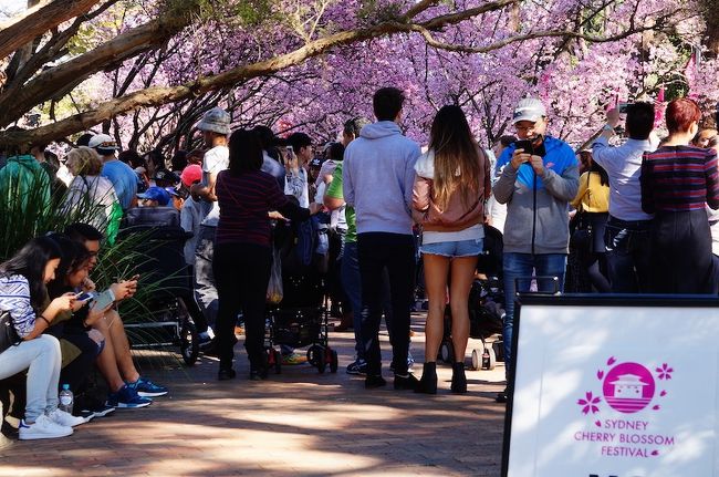 シドニーで桜！オーバンの Cherry Blossom Festival│シドニーとニューサウスウェルズ州の観光ブログ