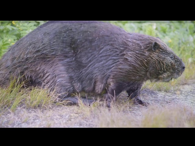 2025年 The Beaver Boardwalk - 出発前に知っておくべきことすべて - トリップアドバイザ