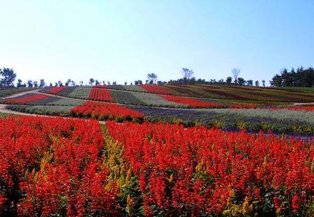 那須フラワーワールド割引クーポンはこちら – 栃木のお出かけ情報「タビワザ」