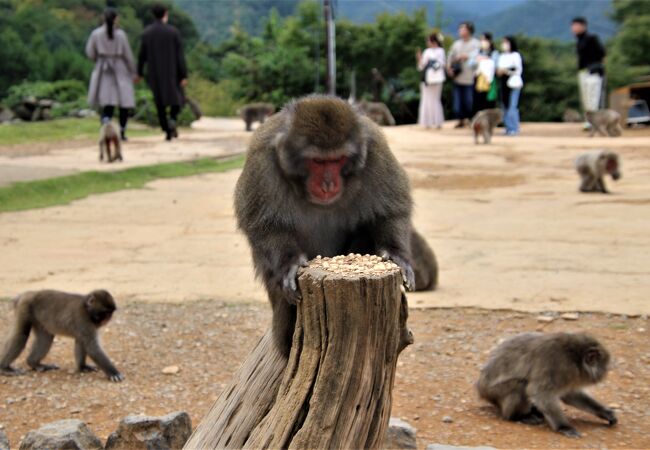 嵐山モンキーパークいわたやまの口コミ！行く価値ある？展望台や猿について旅ブログCOTTAGE