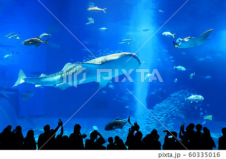 ジンベイザメはいる？DMMかりゆし水族館へ！美ら海水族館との違いをご紹介2020 沖縄旅行記観光名人旅行記ブログ