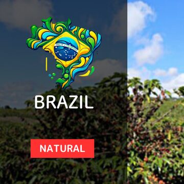 タンザニア ンゴロンゴロ アガワルファミリー ウォッシュ AA 100gPay ID