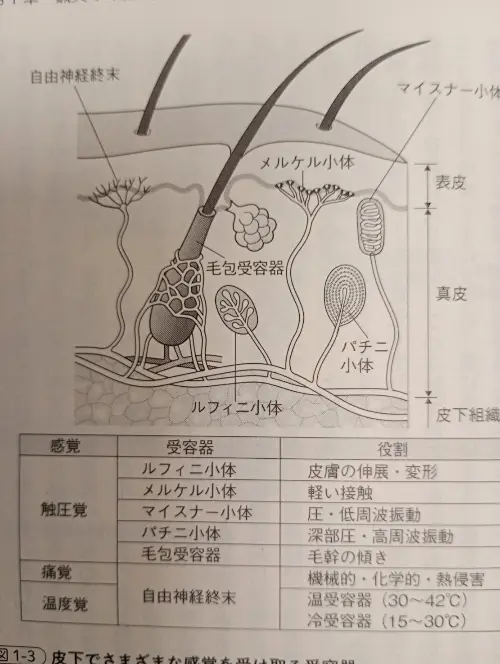 今日のプチ解剖：痛みの受容器はどれ？かずひろ先生 黒澤一弘解剖学