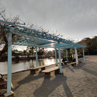 源氏池の桜 その１三浦の村の写真館