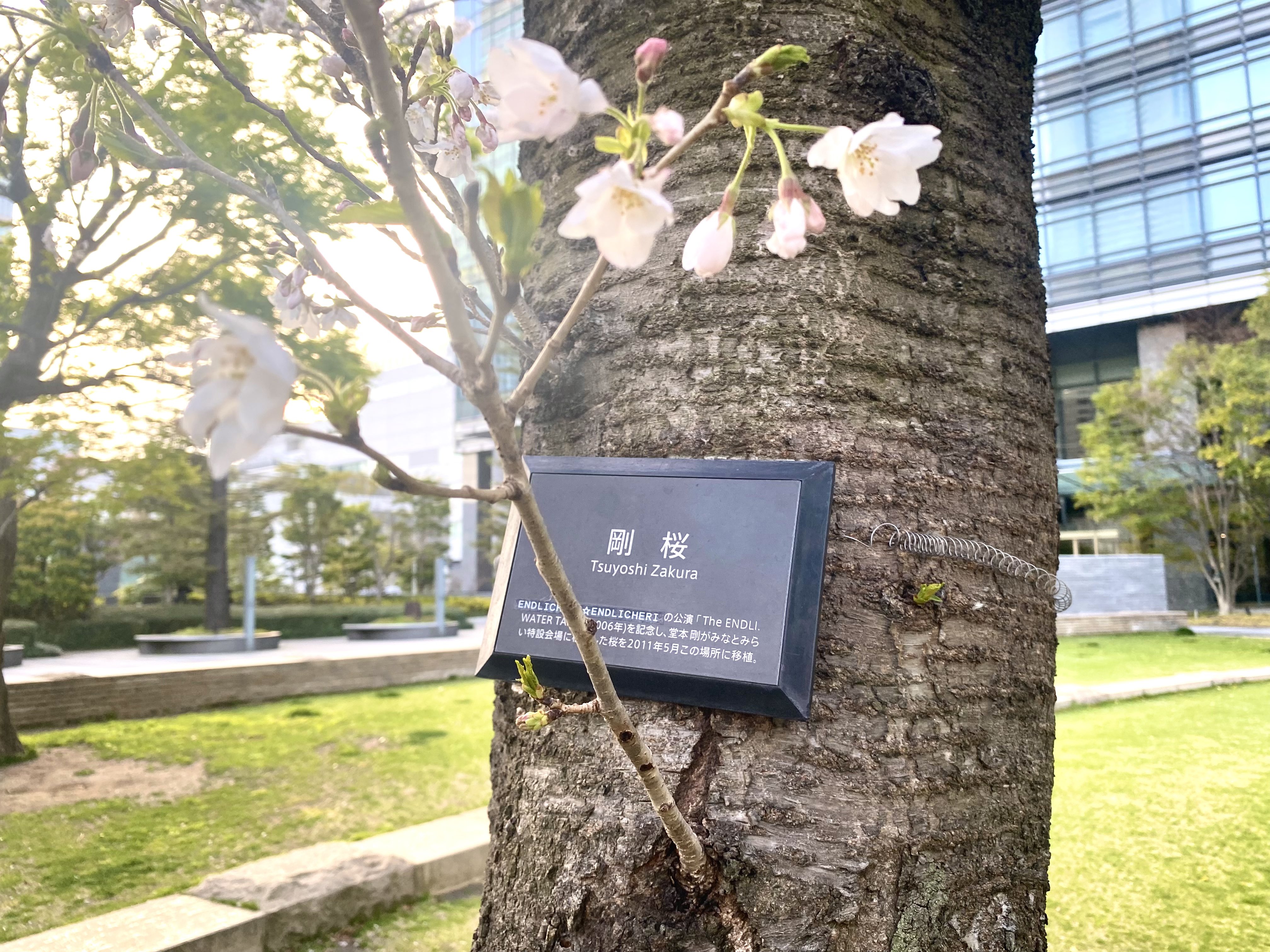 堂本剛植樹『剛桜』2021 みなとみらい: With Tsuyoshi Domoto ～堂本剛さんと共に～