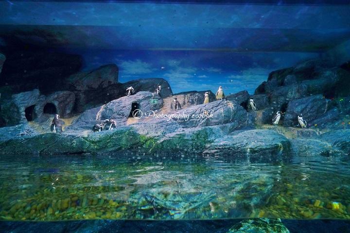 シーライフ バンコク オーシャン ワールド入場チケット マダムタッソー蝋人形館セット可 タイ- KKday