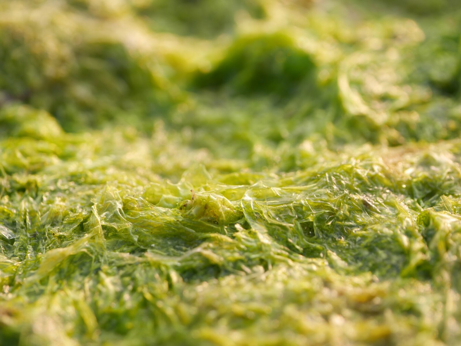 海人のアーサスープ4食入同梱商品なしはレターパックにてお届け