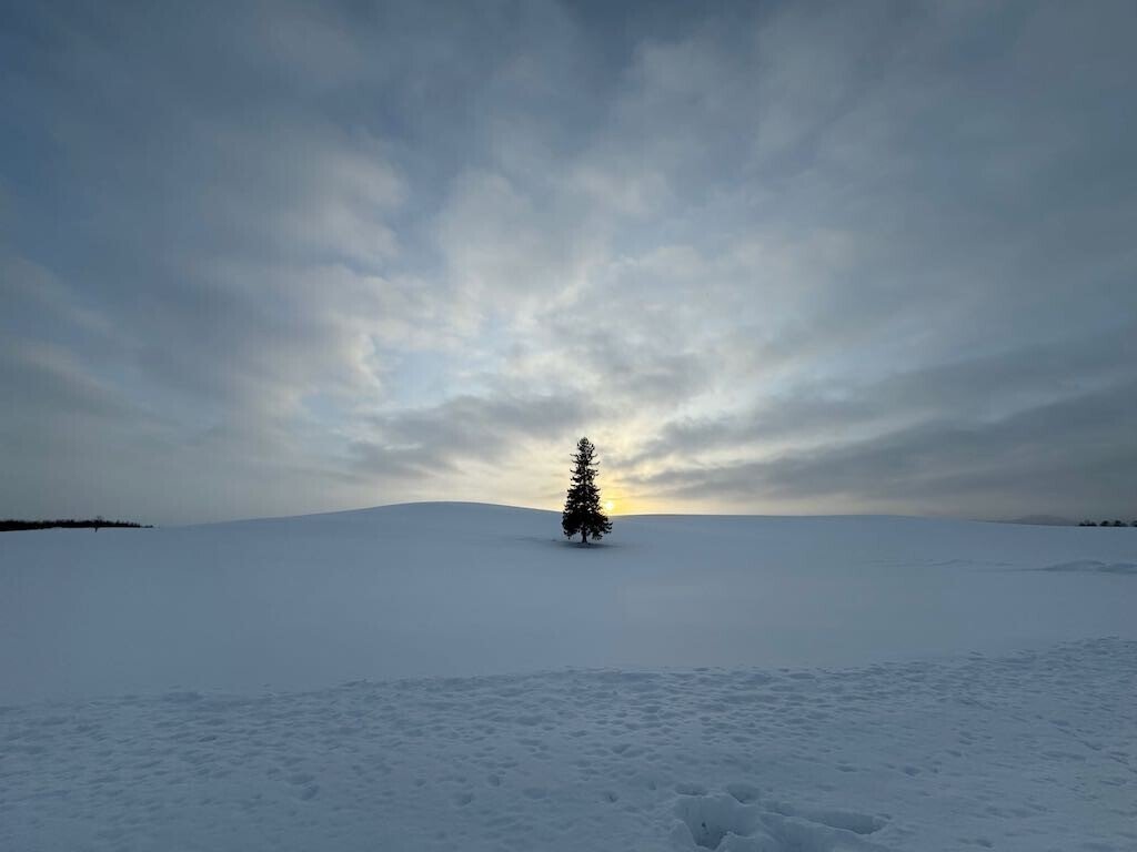 韓国語ガイド付 春の美瑛・富良野 日帰りファーム富田→クリスマスツリーの木→パッチワークの路→白金ビルケの森→青い池・白ひげの滝