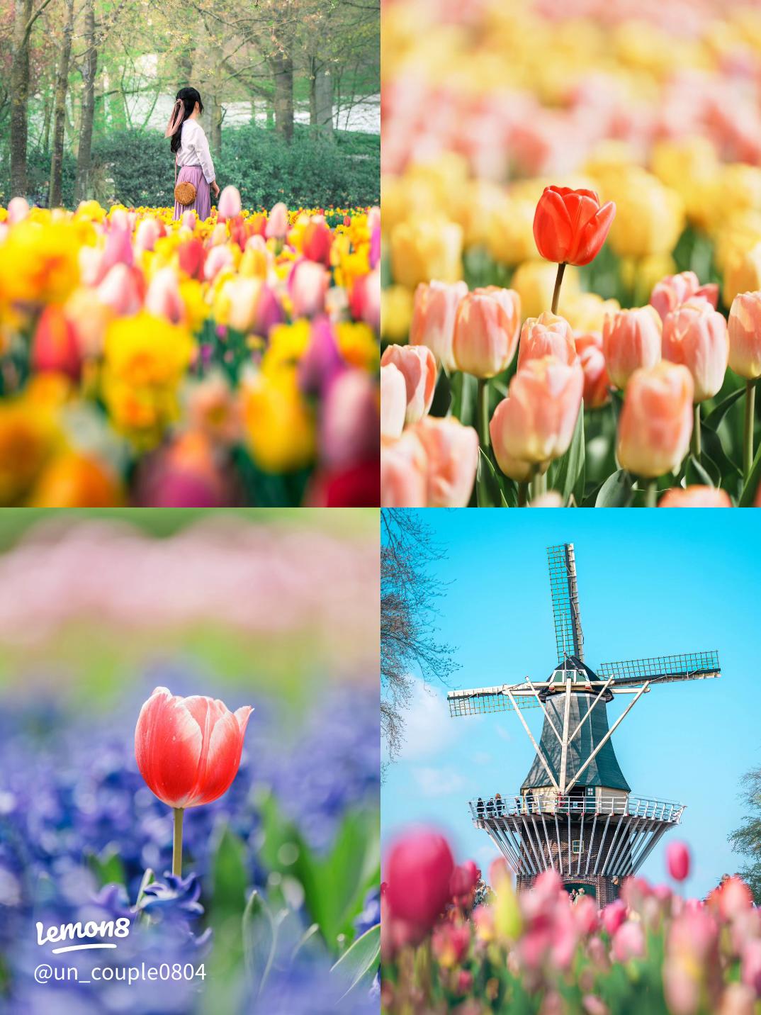 キューケンホフ公園での楽しみ方2025 年のリアルなLemon8ユーザー体験