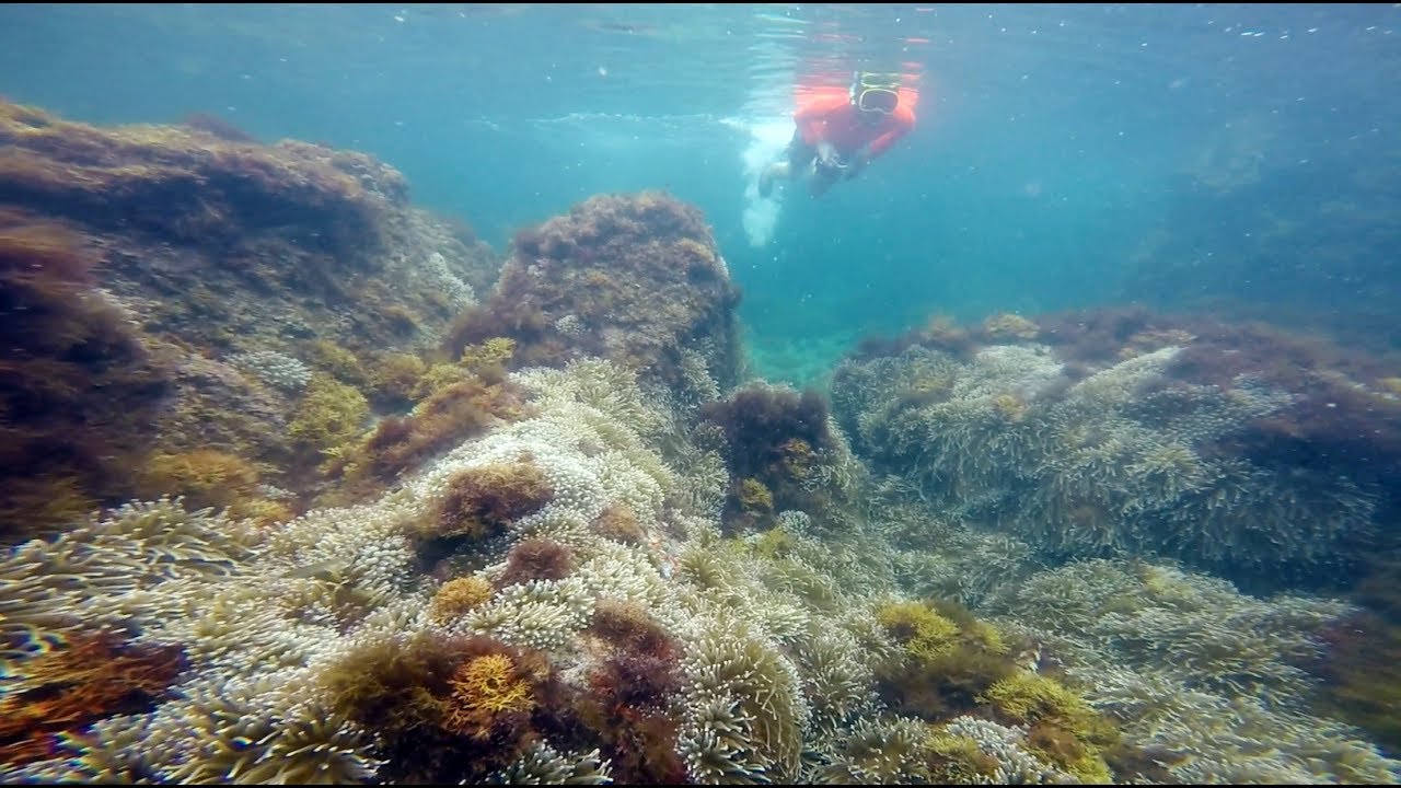 西湘シュノーケリング教室 「真鶴ビーチ」コースNPO パパラギ“海と自然の教室”
