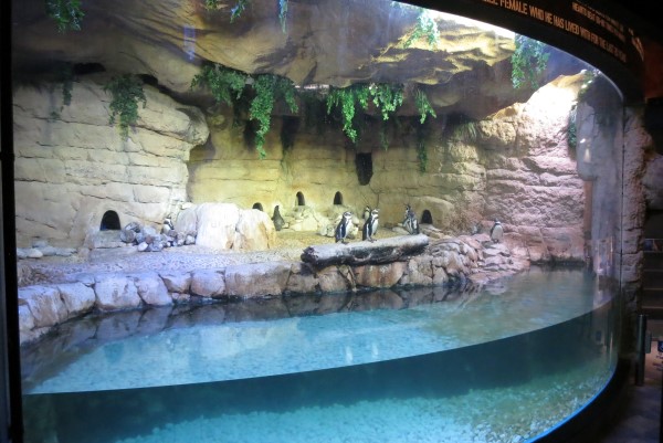 ドバイ水族館・水生生物園 入館チケットの予約Klook