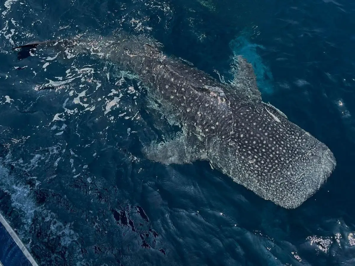 サウスウエストピナクルにジンベエザメ来たよー💕タオ島タイダイビングジンベエザメダイビングが繋いでくれたご縁に感謝今年初のお客様タイ在住thailandkohtaodivingwhaleshark