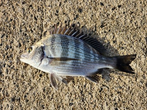 橋津お台場公園の釣り場情報魚速報