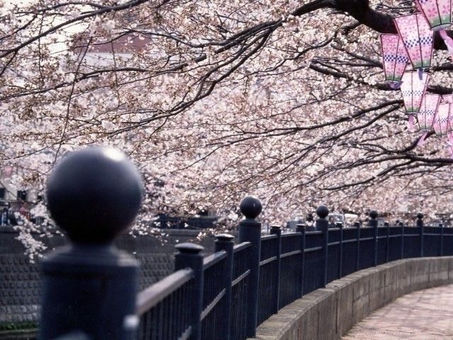 川沿いなので水と合う桜 - 大岡川プロムナードの口コミ - トリップアドバイザ
