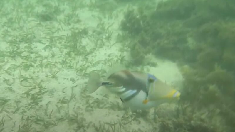 石垣島 笑顔特別割引中！当日予約OK ウミガメ割遇率95%ツアー写真無料プレゼント青の洞窟探検＆ウミガメシュノーケル 送迎付きアクティビティジャパン