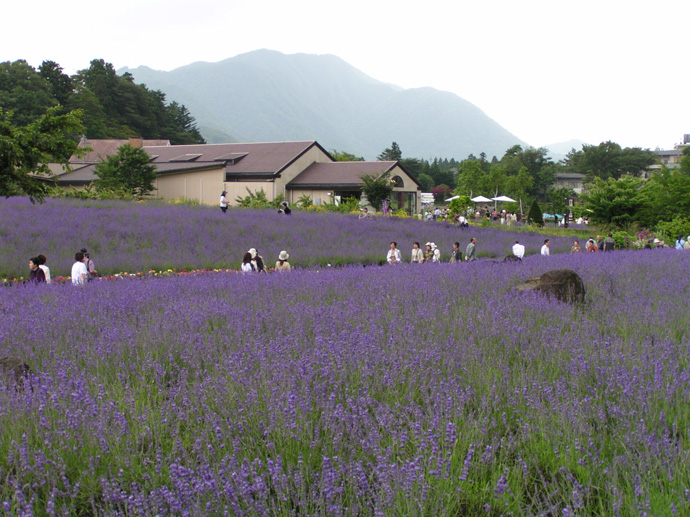 日帰りバスツアーのお知らせ＜6 26・29箱根＞箱根あじさい電車＋河口湖ラベンダー＋さくらんぼ狩り！ – 東京調布市の旅行会社さくらツーリスト株式会社