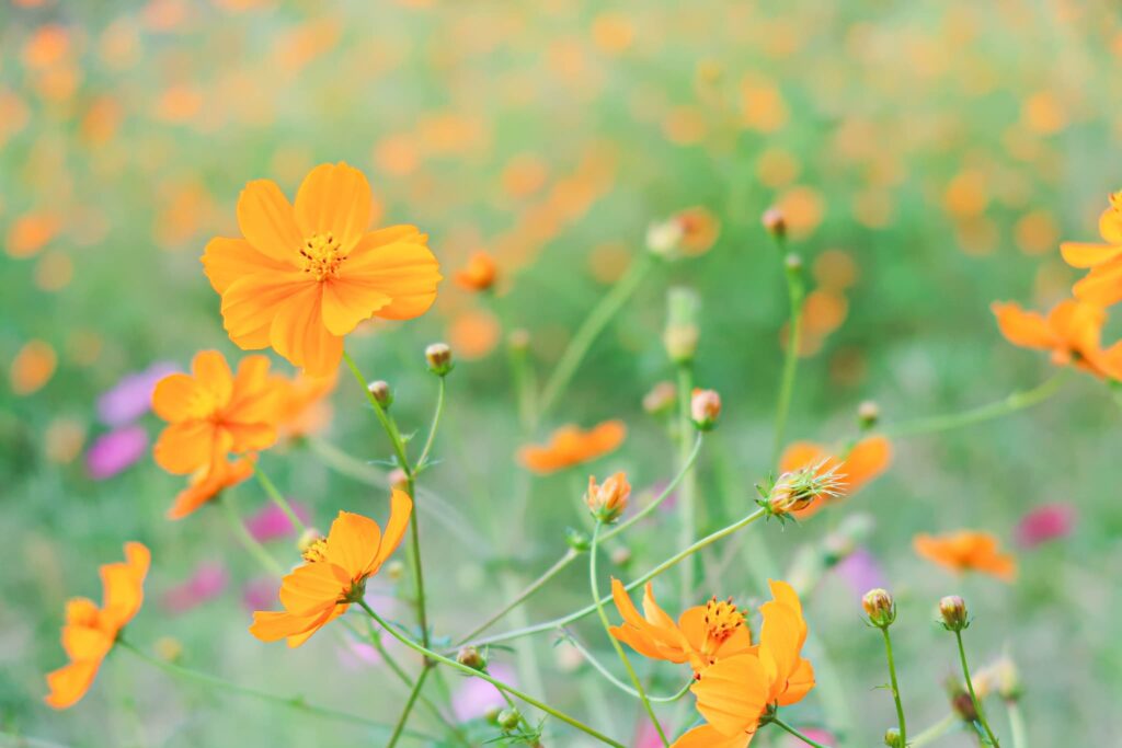 焼き芋にソフトクリームも🍦✨薩摩川内市の癒しスポット「柳山アグリランド」🌳🌷 大人女子旅vol.5 ⁡ ＼川内駅から車で約30分！柳山アグリランド、コスモス開花中💐 @yanagiyamamura ⁡ 満開シーズンは過ぎてしまったそうですが 今日もたくさん咲いていました🌟 ⁡景色
