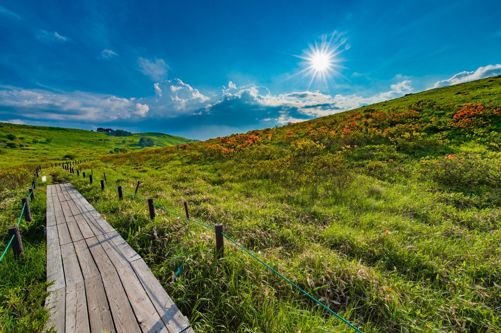 柴犬と霧ケ峰高原をハイキング 霧ヶ峰高原の犬連れハイキングは永遠に歩けちゃいそうです！ - 柴犬イエティの柴犬暮らし