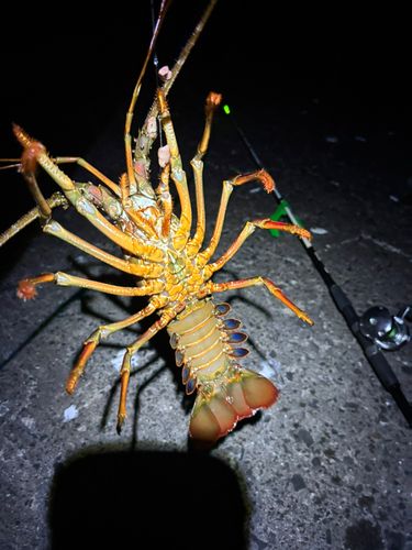 伊勢海老釣り新仕掛けで伊勢エビ大漁 - 海釣 ｶｲﾁｮｳ 倶楽部