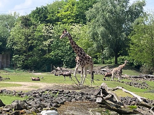 オランダ旅行記 デュッセルドルフ経由ゲルゼンキルヒェン サッカー観戦したくて 編』デュッセルドルフ ドイツ の旅行記・ブログ byyolumeさん フォートラベル