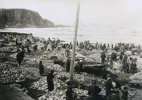 春告げる銀の輝き 江差沖 ニシン漁が本格化：北海道新聞デジタル