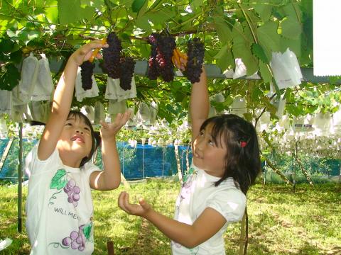 青蓮寺湖ぶどう狩り 予約・アクセス・割引クーポン - じゃらんnet