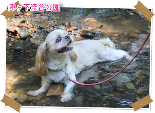 陣ヶ下渓谷公園イエローラブと飲兵衛夫婦の二子玉川暮らし