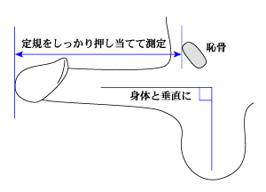 チンコの平均サイズ日本人はどのくらい？女性が喜ぶジャストサイズも公開！ | ペニス増大サプリおすすめランキング