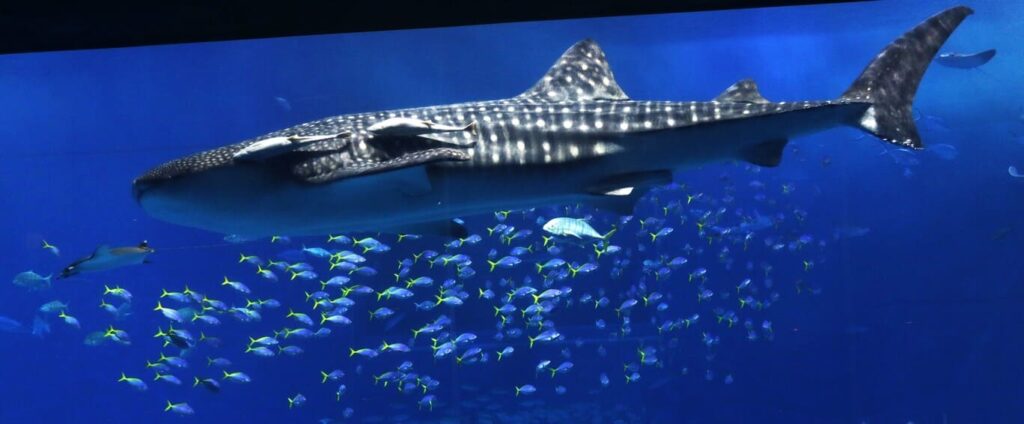 世界一大きいのジンベイザメの魅力を満喫♪
