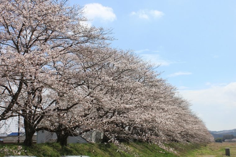 人気 ﻿栃木のおすすめドライブコース！季節別に違う楽しみがあるコースをご紹介 - PREMIUM OUTLETS TIMES