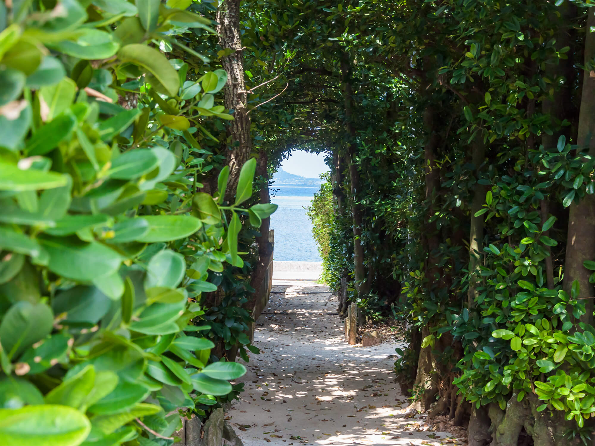 ちむどんどん」山原高校ロケ地、撮影場所は沖縄県名護市の「美ら島自然学校」