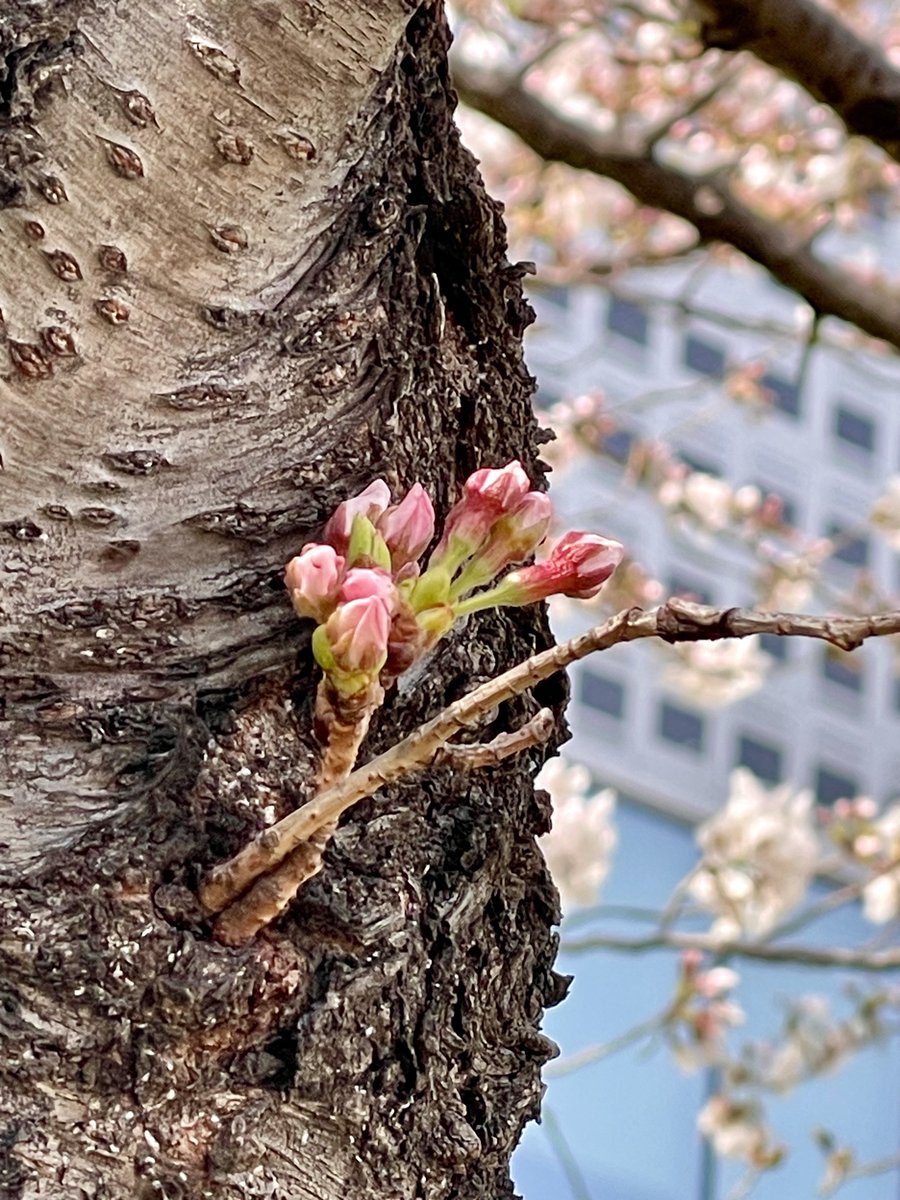剛桜 みなとみらい 行き方TikTok