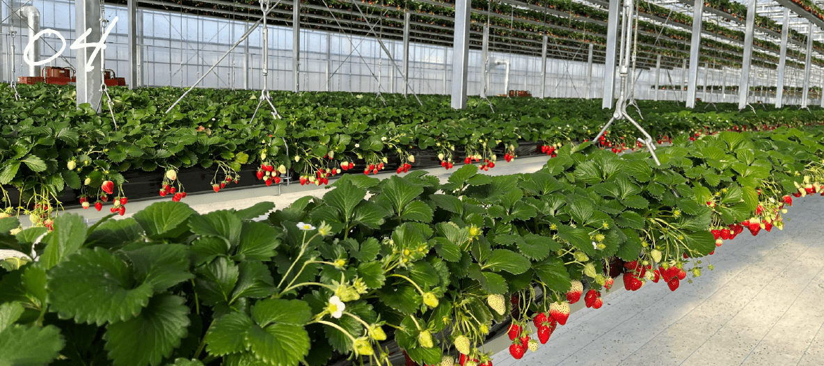 GRANBERRY DAICHI グランベリー大地いちご狩り 常総市いちご狩り特集2025 - ウォーカープラス