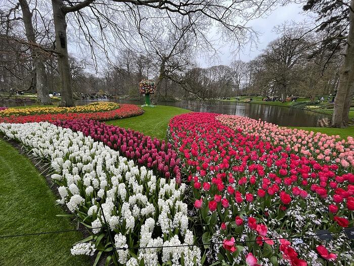キューケンホフ公園のチューリップが見ごろ2019tabinotomo