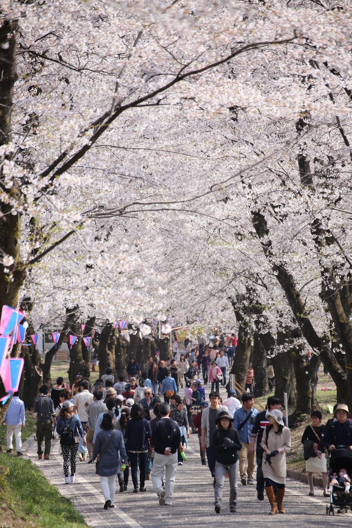 楽歩堂前橋公園の桜 前橋市見頃・桜祭り情報など - お花見2025 - ウォーカープラス