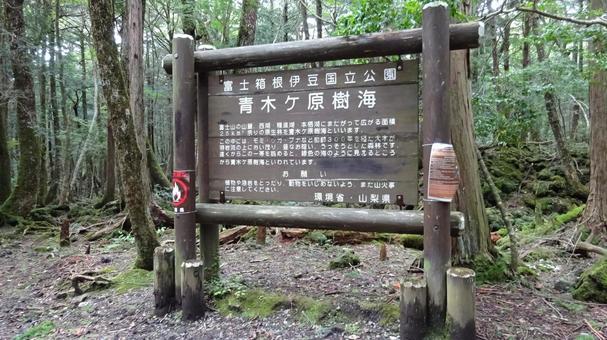 青木ヶ原樹海散策コース 富士の国やまなし観光ネット 山梨県公式観光情報