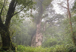 屋久島トレッキングガイド こだま旅プラスワン