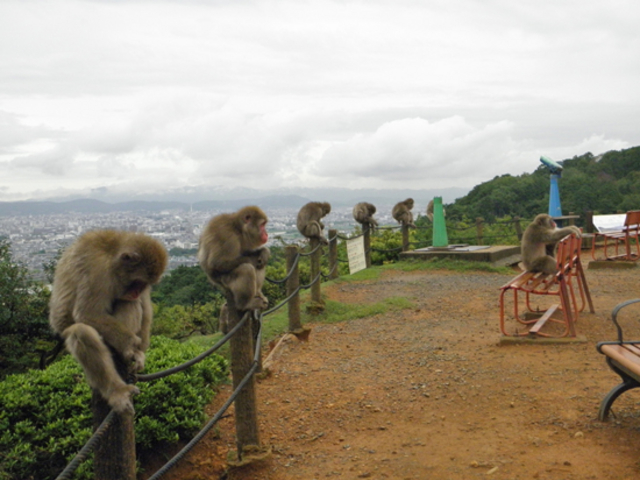 嵐山モンキーパークで自然と野生のサルに癒されるロマンチックデート京都観光 - 縁結び大学